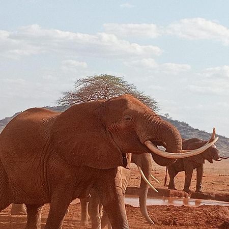 Tausa Tsavo Eco Lodge Voi Kültér fotó