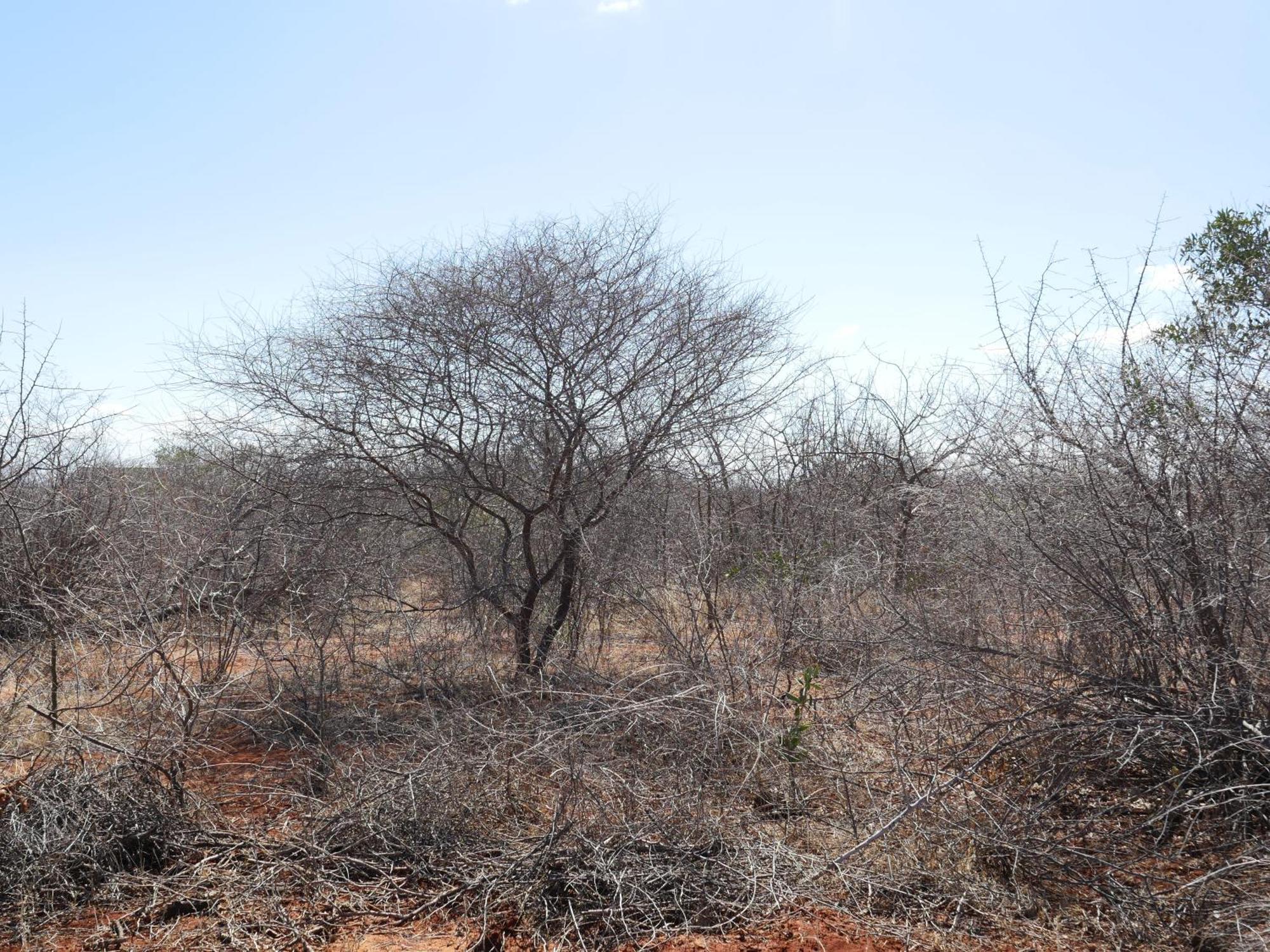 Tausa Tsavo Eco Lodge Voi Kültér fotó