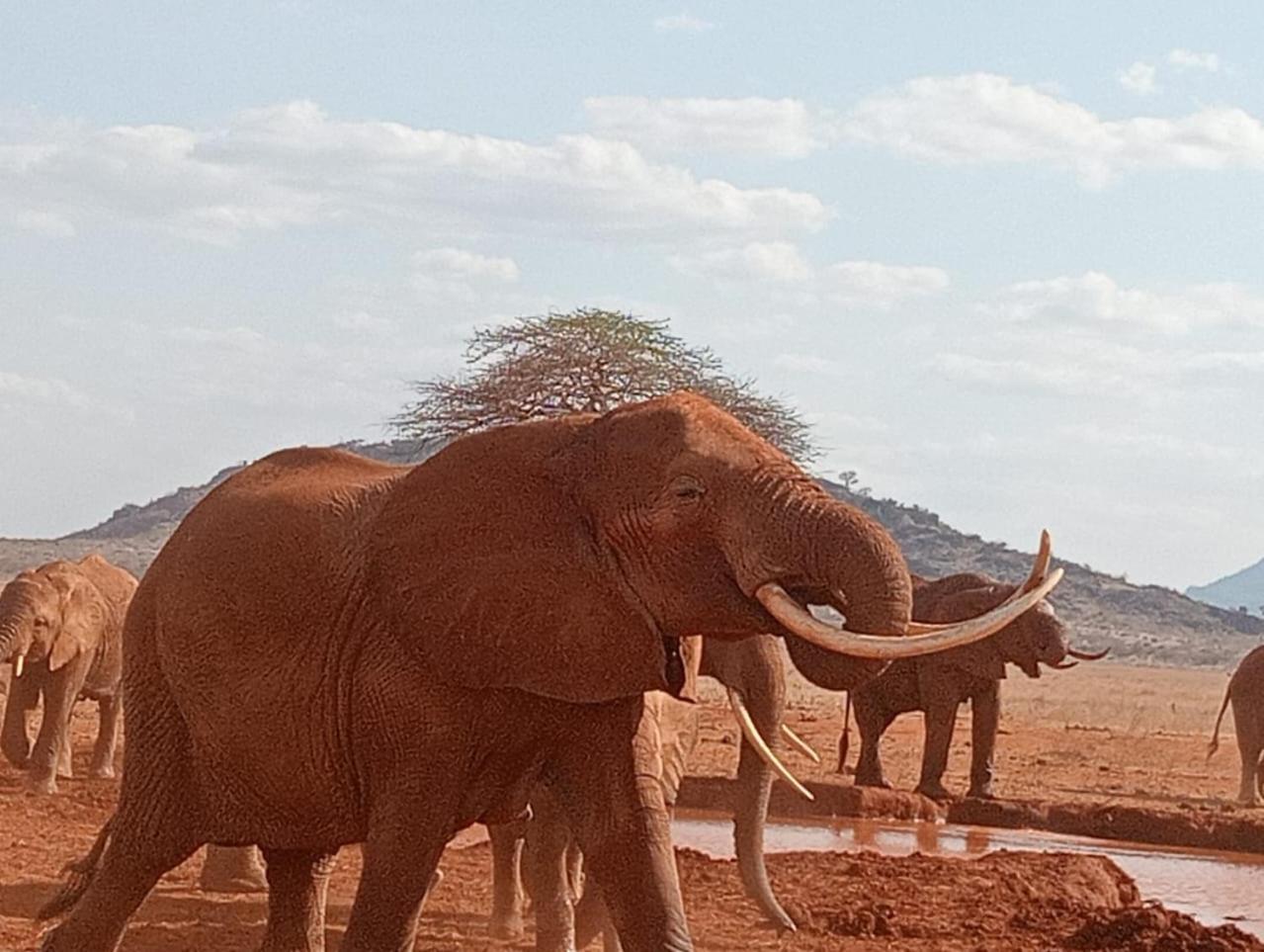 Tausa Tsavo Eco Lodge Voi Kültér fotó