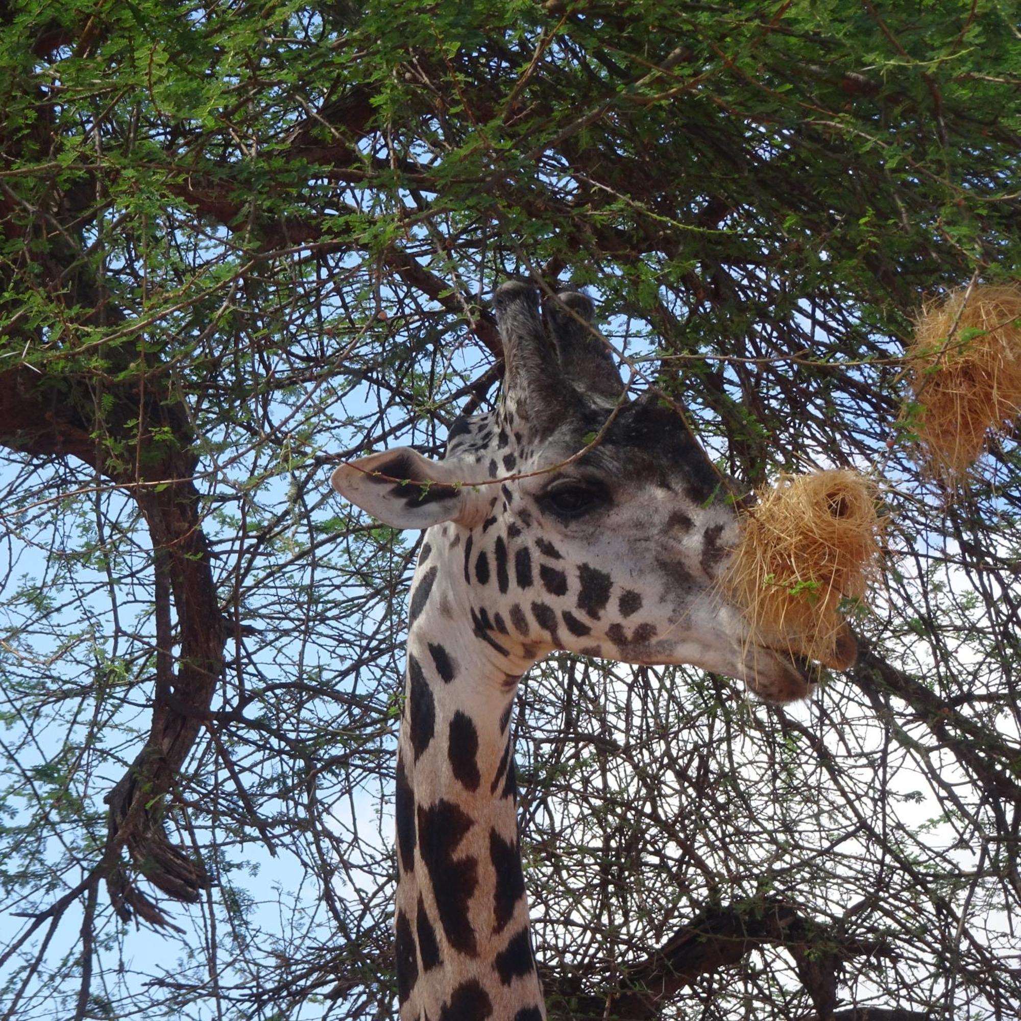 Tausa Tsavo Eco Lodge Voi Kültér fotó