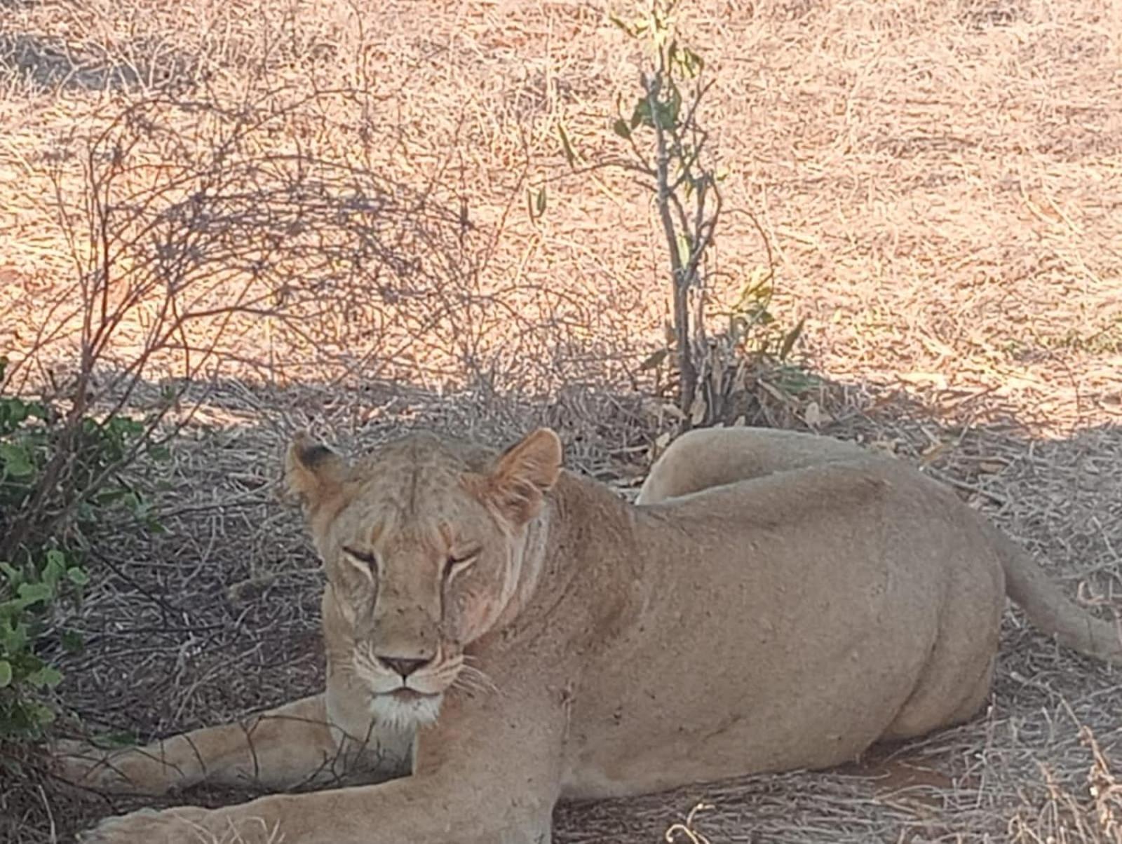 Tausa Tsavo Eco Lodge Voi Kültér fotó
