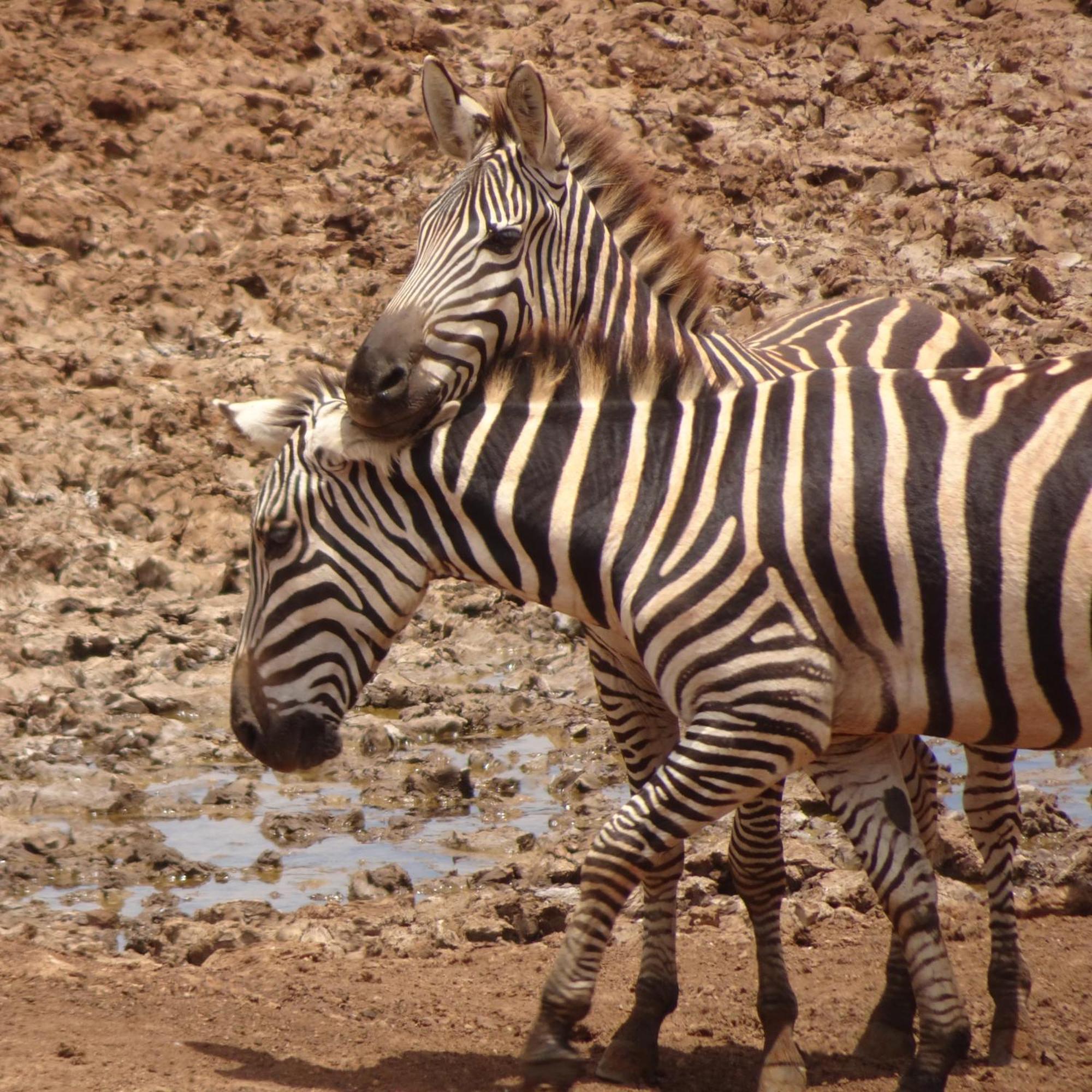 Tausa Tsavo Eco Lodge Voi Kültér fotó