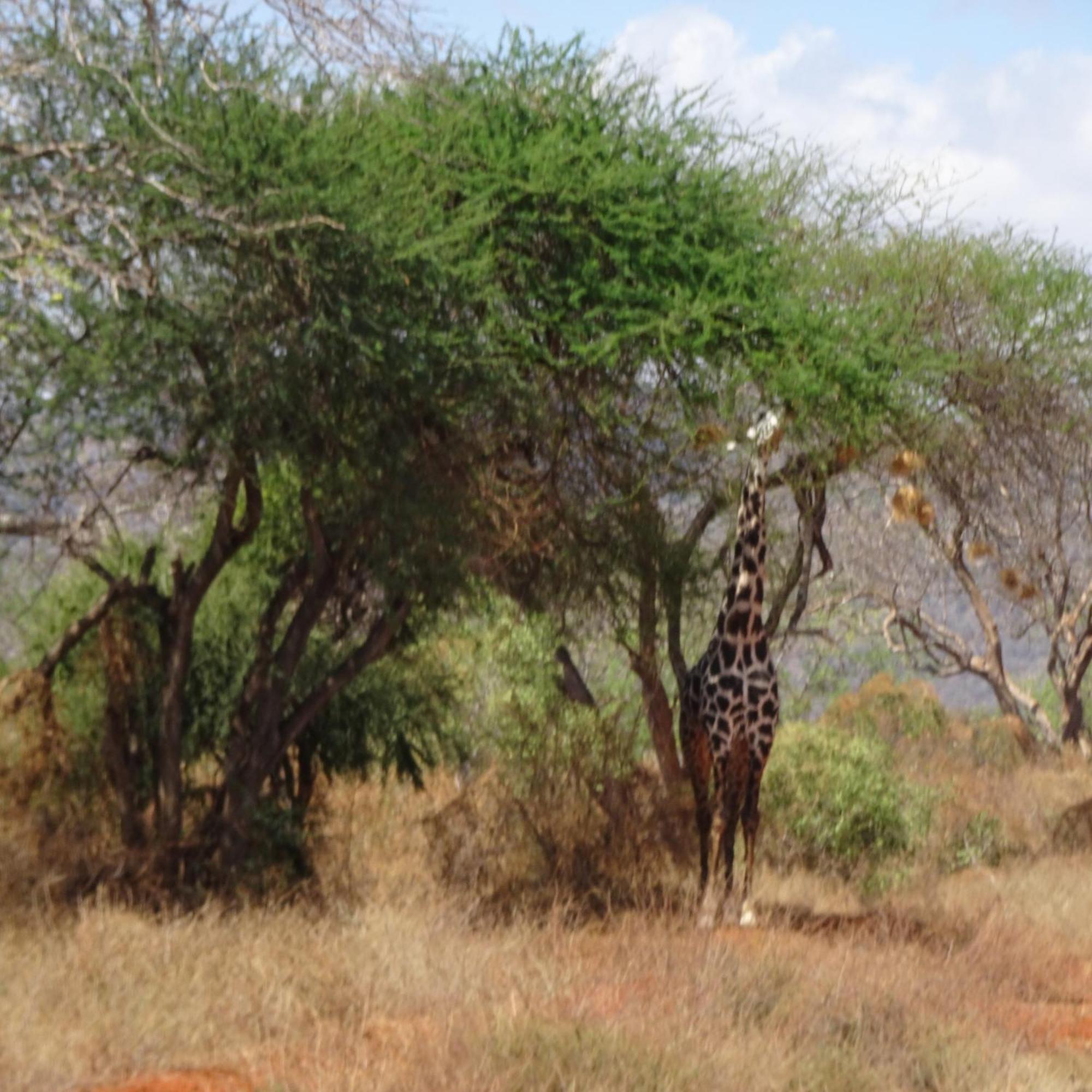 Tausa Tsavo Eco Lodge Voi Kültér fotó