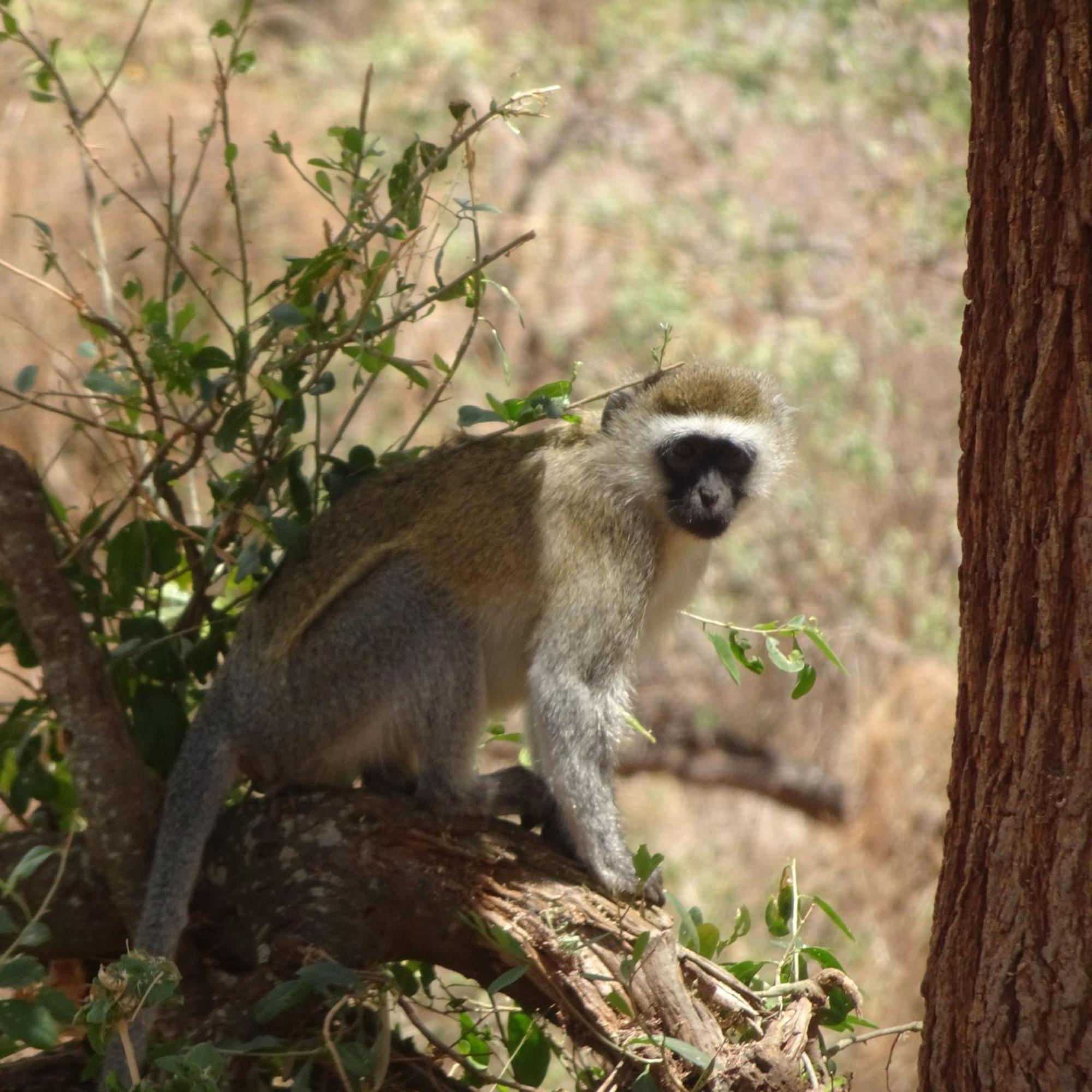 Tausa Tsavo Eco Lodge Voi Kültér fotó