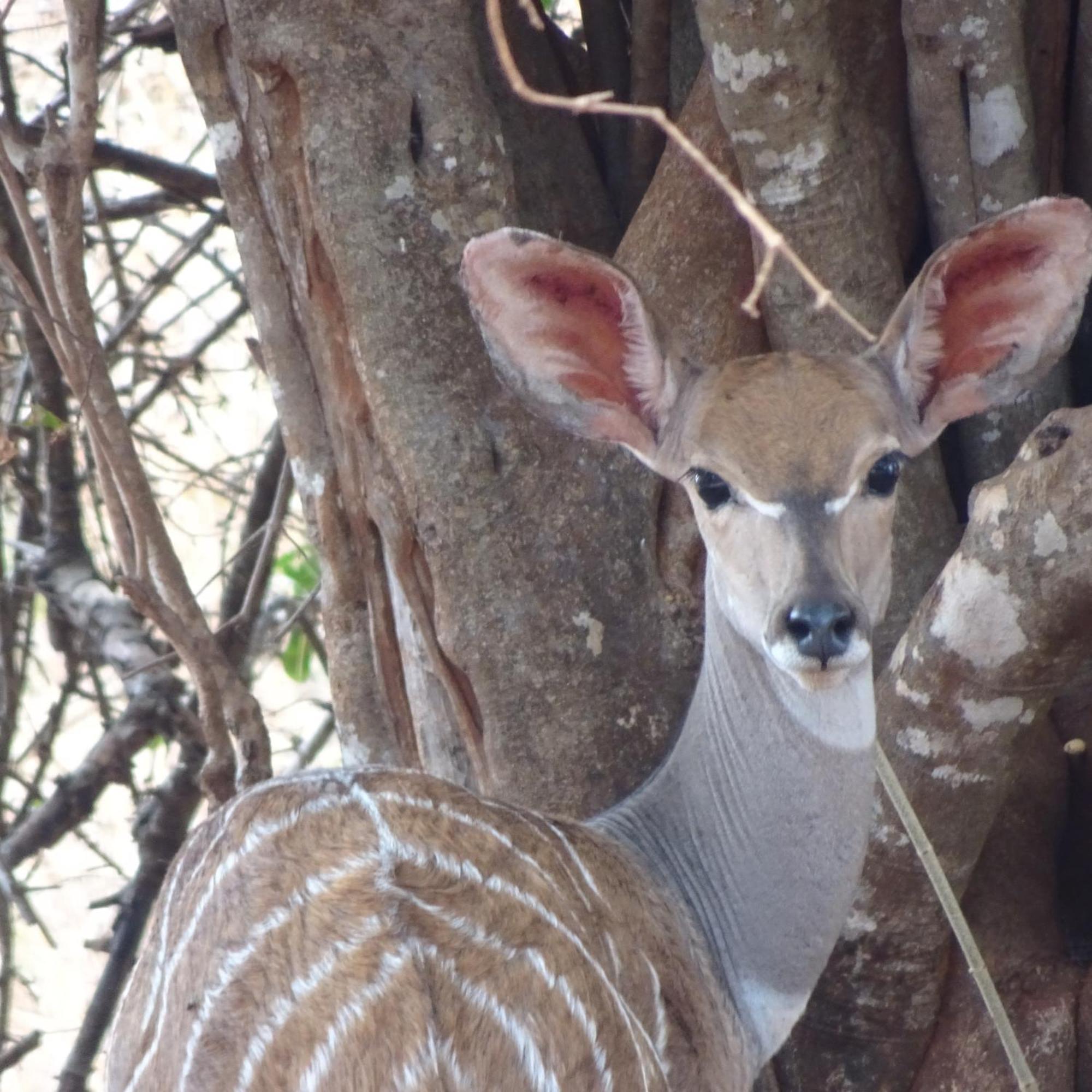 Tausa Tsavo Eco Lodge Voi Kültér fotó