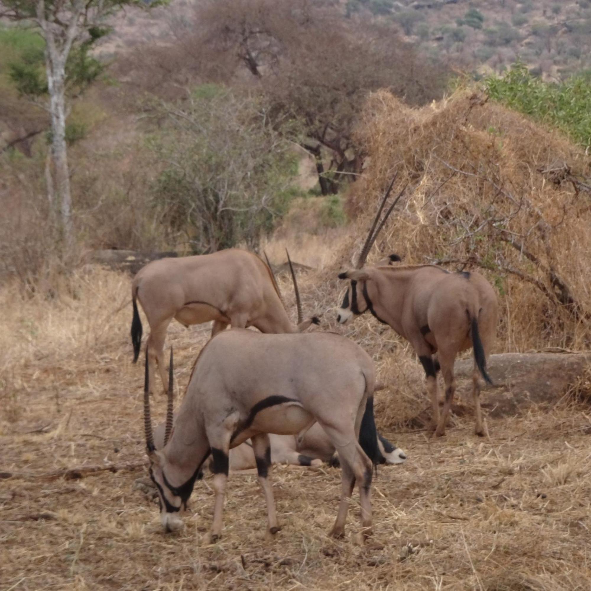 Tausa Tsavo Eco Lodge Voi Kültér fotó