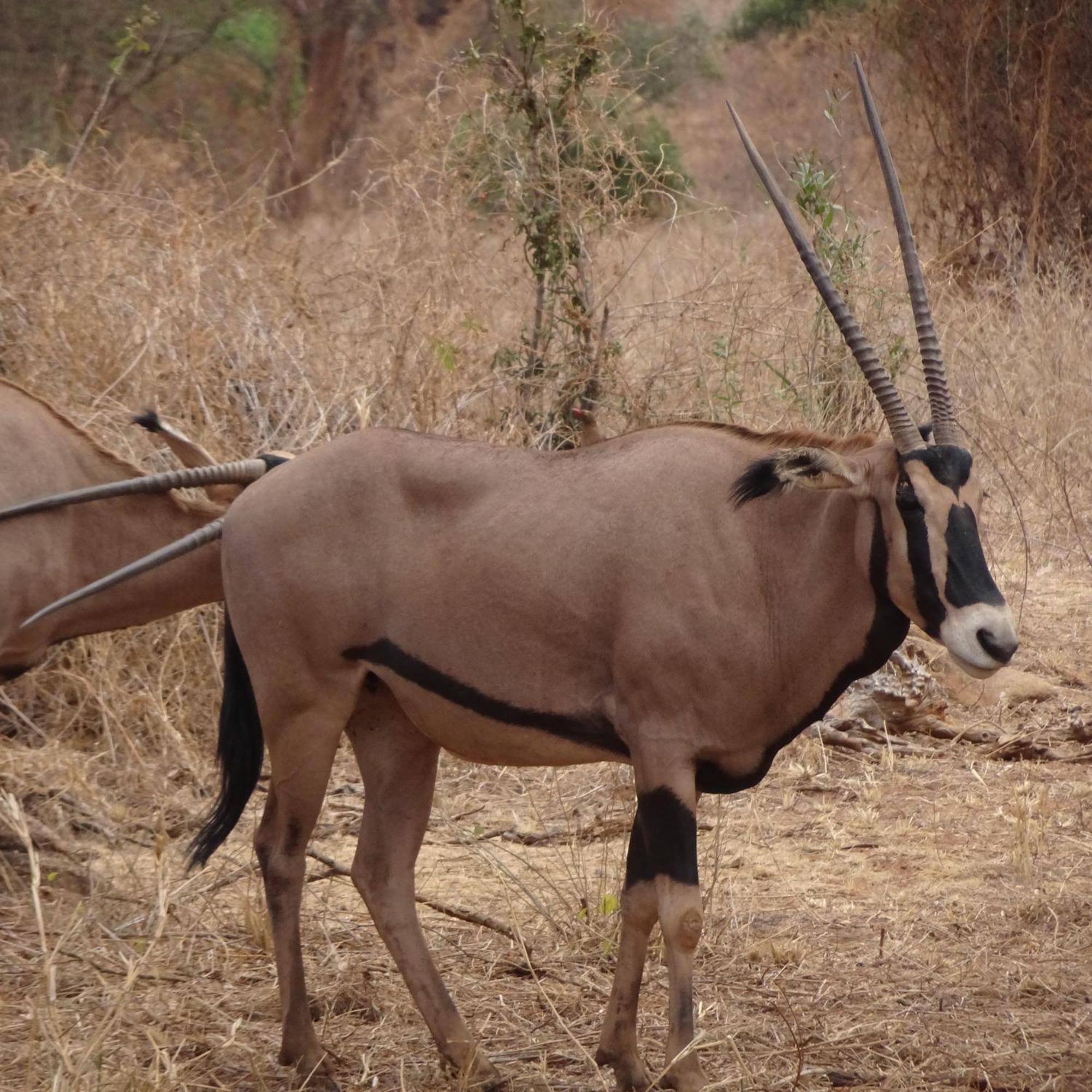 Tausa Tsavo Eco Lodge Voi Kültér fotó